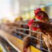 beternak ayam petelur - ilustrasi berita Rahasia Beternak Ayam Petelur yang Menghasilkan Keuntungan Lebih Cepat