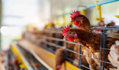 beternak ayam petelur - ilustrasi berita Rahasia Beternak Ayam Petelur yang Menghasilkan Keuntungan Lebih Cepat
