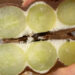 grape yogurt bark - ilustrasi berita Resep Grape Yogurt Bark: Dessert Sehat, Mudah, dan Menyegarkan