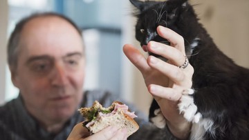 kucing minta makan - ilustrasi berita Kucing Minta Makan Melulu? Ini 8 Cara Mengatasinya