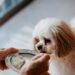 anjing makan nasi - ilustrasi berita Anjing Makan Nasi: Mohon Teks Sumber Lengkap untuk Penulisan Ulang