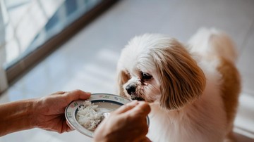 anjing makan nasi - ilustrasi berita Anjing Makan Nasi: Mohon Teks Sumber Lengkap untuk Penulisan Ulang